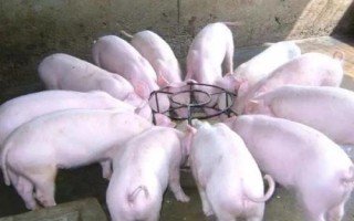 給豬喂小蘇打的注意事項(xiàng)，要適量且不能與維生素B1、B2等同時(shí)使用