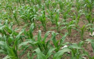 金科986玉米種子特點(diǎn)，遼寧省春播生育期126天