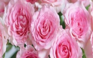 粉色洛神玫瑰花的花語是什么，寓意初戀、甜美、純真等