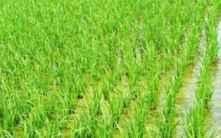 諾兩優(yōu)6號水稻種子特征特性，每畝有效穗數(shù)16.3萬穗