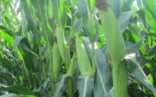 同福9號玉米種子特征特性，春播平均生育期115.5天
