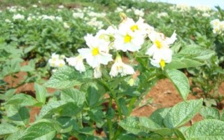 馬鈴薯施肥技術(shù)，在秋冬耕前施入充足的基肥