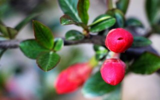 海棠花的種植技術(shù)，適宜生長在溫暖的環(huán)境中