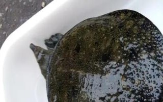 活甲魚冬天家里怎么養(yǎng)殖，魚缸里面用小石子鋪成斜坡并倒入沙子