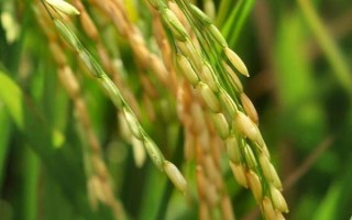 宜香優(yōu)2905水稻品種的特性，綜合防治病蟲害