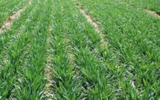 冬小麥半精量播種方法，造墑后按照3-5厘米的深度進(jìn)行機(jī)播