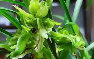 哪個品種的蘭花最好，富山奇蝶、余蝴蝶、市長紅等蘭花均比較不錯