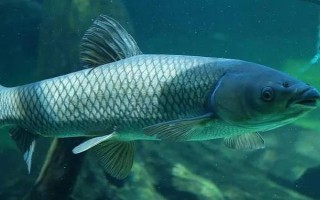 草魚(yú)是不是淡水魚(yú)，屬于典型的淡水魚(yú)類(lèi)