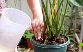 夏季怎么對(duì)紅掌澆水，每天均可澆一次
