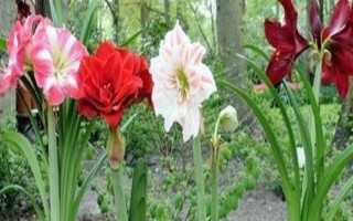 朱頂紅休眠期間的管理技術(shù)，室溫應(yīng)保持在5℃-10℃