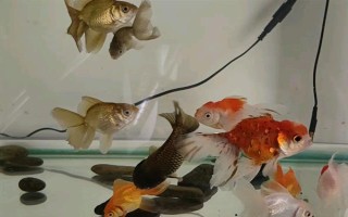 養(yǎng)金魚一定要用氧泵嗎，需根據飼養(yǎng)的數(shù)量來決定