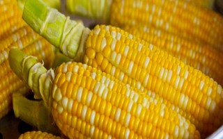 潤甜糯70玉米品種的特性，畝適宜密度3500株左右