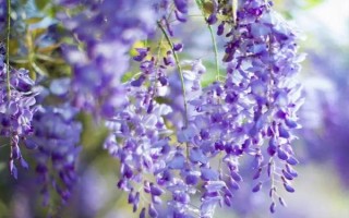 爬藤花卉的品種，包括爬藤月季、牽牛花等種類