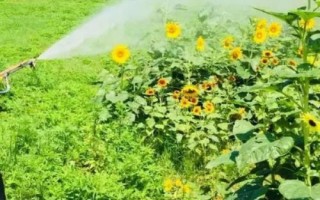 怎么種太陽花，是互贈好友的花卉