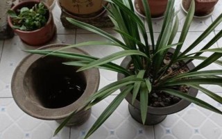 8月份能不能給蘭花換盆，可以更換但不是最佳時期