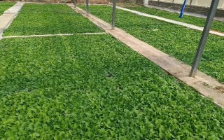 煙草花葉病的危害癥狀，葉脈兩側(cè)葉肉組織會(huì)漸呈淡綠色
