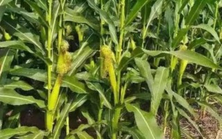 華興338玉米種子介紹，4月下旬至5月上旬播種