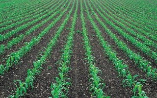 優(yōu)農(nóng)1號玉米種子簡介，每畝種植4000株左右