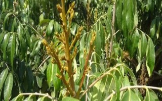 如何促進龍眼花芽分化，可在冬季增施鉀肥