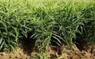 生姜種植方法，選擇發(fā)育良好的姜種