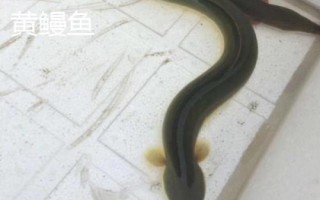 黑鰻魚和黃鰻魚的區(qū)別，顏色存在明顯差異