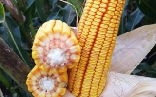 吉禹349玉米種子簡(jiǎn)介，出苗至成熟127天