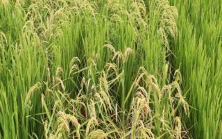 云粳48號(hào)水稻種子簡(jiǎn)介，全生育期177.6天