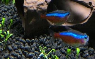 寶蓮燈魚的養(yǎng)殖方法，適合PH在5.5-7之間的弱酸性水體中養(yǎng)殖