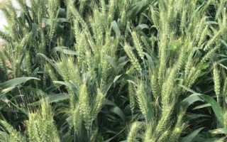 WF405小麥種子特征特性，平均生育期235天
