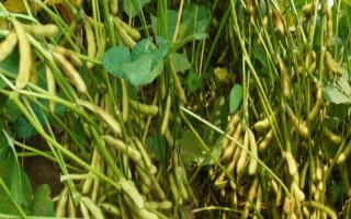 綠領(lǐng)八號(hào)大豆品種簡(jiǎn)介，該品種屬春播早熟鮮食大豆品種