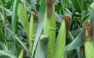 長玉908玉米種簡介，適宜播期4月下旬至5月上旬