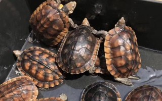 石金錢龜?shù)匿N售方式，都會(huì)有人上門進(jìn)行收購(gòu)