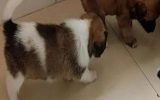 為什么狗狗一到晚上就哼哼唧唧，可能是焦慮、壓力、饑餓等導致
