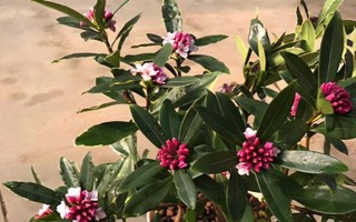金邊瑞香的開放次數(shù)，每年只開一次花