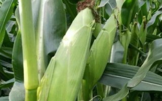 銀海糯1號玉米品種簡介，玉米抽雄前后注意防治大小斑病