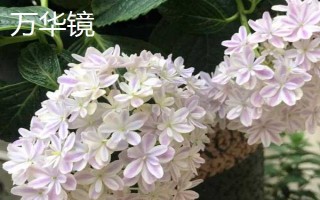 新老枝開花的繡球種類，常見的有無盡夏、佳澄等