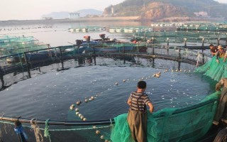 黑魚能長多少斤，黑魚能長到8-9千克