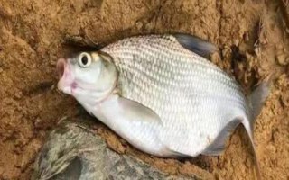 垂釣鳊魚的適宜深度，0.5-1米的深度較合適