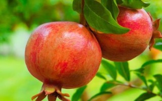我國石榴主要栽培區(qū)域，我國南北都有栽培
