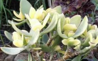 養(yǎng)殖落日之雁的方法，春秋季節(jié)可提供全日照