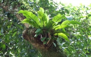 鳥巢蕨有哪些主要品種，有灣鳥巢蕨、羽葉鳥巢蕨等