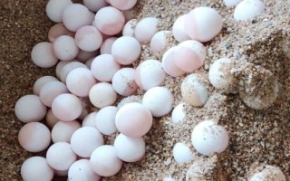 甲魚(yú)一次能產(chǎn)幾個(gè)蛋，通常為24-30個(gè)左右