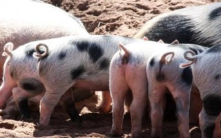 小豬尾巴的作用，可驅(qū)趕蚊蟲、維持平衡、保護(hù)器官等