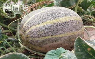 新疆哈密瓜的品種，西州蜜深受全國人們喜愛