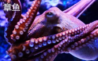 章魚有幾只觸手，一共有八條所以被叫做八爪魚