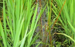 馬蹄的種植技術(shù)，使用球莖進(jìn)行繁殖