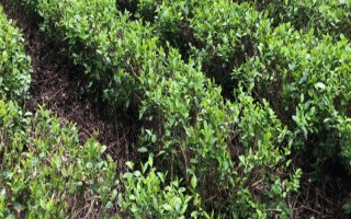 茶樹的生長溫度，日平均氣溫需要穩(wěn)定在10℃以上為佳