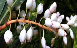 豆蔻的價(jià)格，不同的種類(lèi)價(jià)格不同