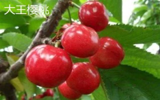 山東泰安市的水果特產