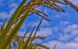 薈豐優(yōu)533水稻種子介紹，每畝有效穗數(shù)17.4萬